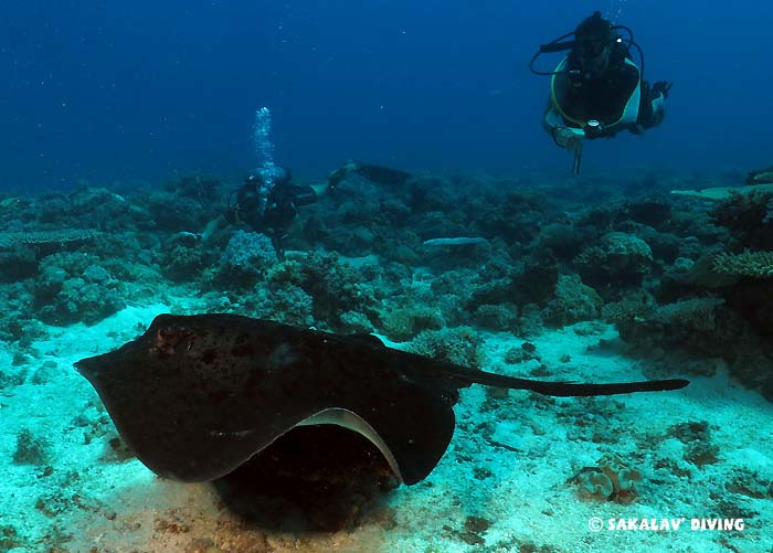 liveaboard dive cruise Nosy Be Madagascar